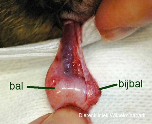 De testikel of bal en de epididymus 